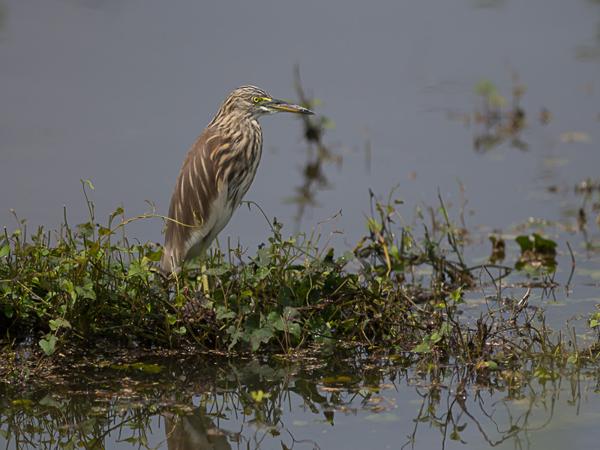 <h3><a href="/trips/srilanka/biota/animalia/chordata/aves/015 pelecaniformes/002 ardeidae/ardeola grayii/ardeola grayii-nl.html">Ardeola&nbsp;grayii</a> / Indian&nbsp;pond&nbsp;heron / Indische&nbsp;ralreiger</h3>NIKON D500 met AF-S Nikkor 300mm f/2.8G IF-ED VR II, 1/6400 sec  bij F3.2, ISO 160, afstand 14.9&nbsp;m